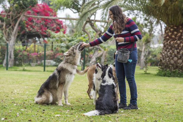 Munay Ki, el perro lobo que rehabilita canes con problemas de conducta |  SOMOS | EL COMERCIO PERÚ