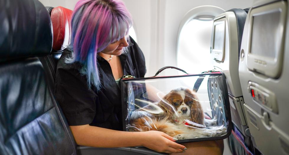 Las aerolíneas y autoridades sanitarias exigen que las mascotas vayan en un kennel, ya sea para viajar en cabina o en bodega.