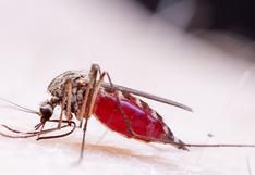 Virus del Zika baja la testosterona y daña los testículos, según estudio