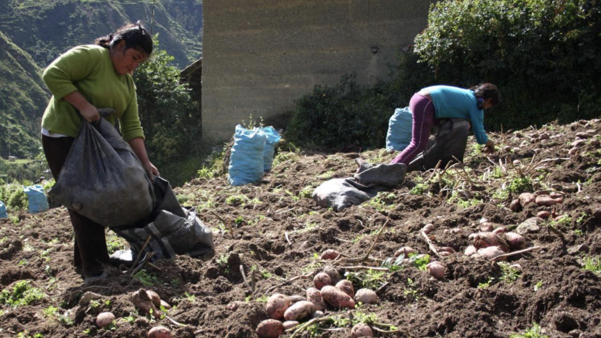 IPE: ¿Qué impacto produjo la reforma agraria iniciada en el Perú hace medio  siglo? | ECONOMIA | EL COMERCIO PERÚ