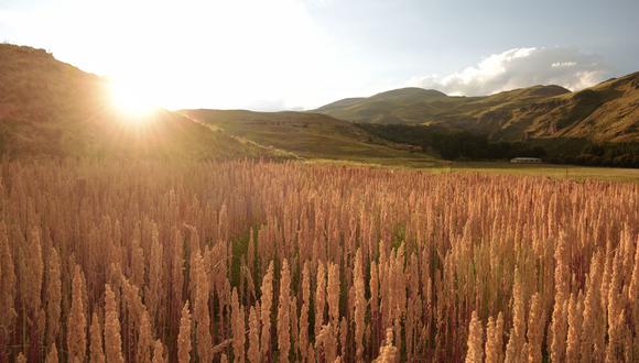 Para este año se prevé que la cosecha de quinua se reducirá alrededor del 35%, debido a las lluvias, granizadas y heladas que ha generado que los cultivos se quemen, informa GlobeNatural. (Foto: Difusión)