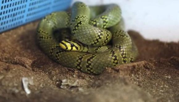 Estas serpientes tienen la piel verde oscura con rayas negras que se parecen a las perlas negras (Foto: captura)