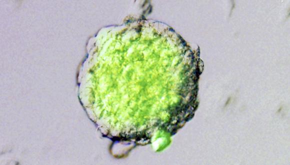 Una reacción bioquímica es clave para reprogramar las células