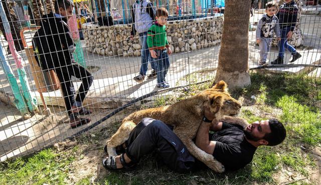 Si bien mantiene sus colmillos, el propietario del zoo considera que la leona Falestine es lo suficientemente dulce como para mantener contacto en el futuro con la gente fuera de su jaula. (Fotos: AFP)