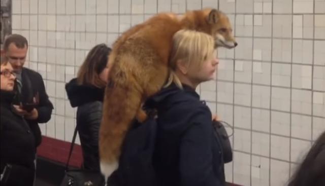 En Facebook fue colgado el video de una mujer que espera el tren del Metro de Moscú cargando en sus hombros a un zorro. El clip se volvió viral en redes sociales después de ver reacción de los usuarios. (Foto: Captura)