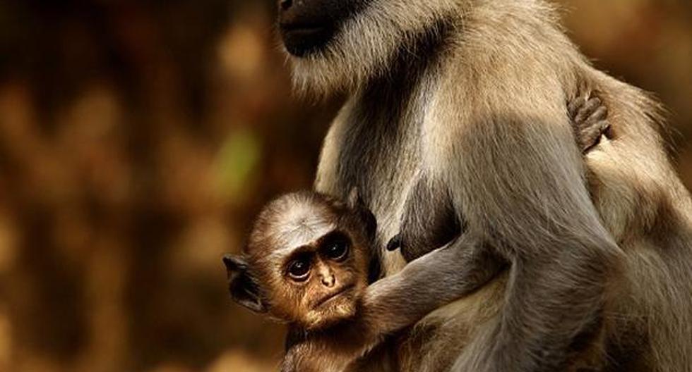 El tamaño del cerebro de los primates viene determinado por la dieta más que por los factores sociales, según un estudio. (Foto: Getty Images)