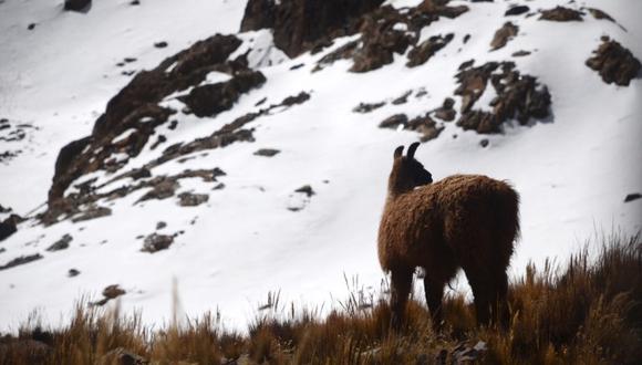 La excursión permitirá a los turistas conocer los ecosistemas de glaciares y pajonales altoandinos, así como la fauna emblemática de la zona, tales como alpacas, llamas y vicuñas. (Foto archivo GEC)