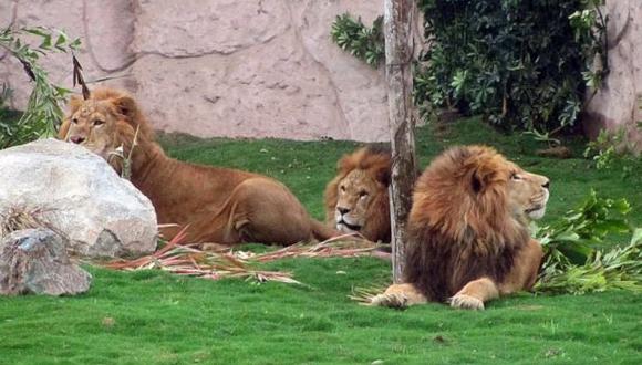 Parque de las Leyendas: leones son entregados a ONG en EE.UU.