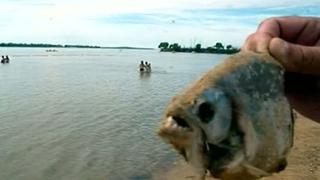 Argentina: Calor y lluvia provocan ataques de peces carnívoros