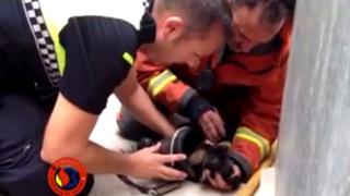 Dramática reanimación a un perrito tras un incendio en España