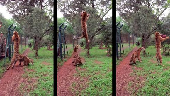 YouTube: tigre atrapó trozo de carne con este increíble salto