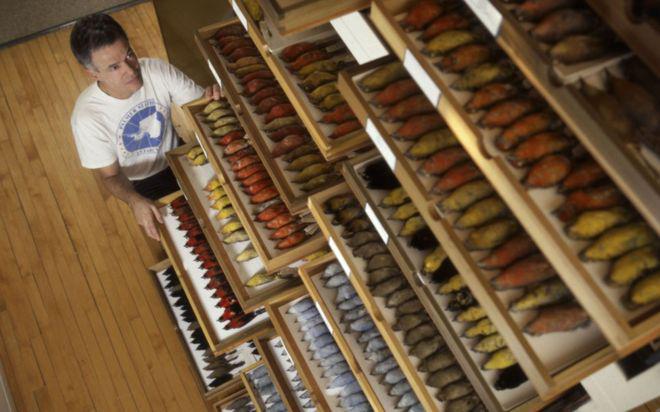 Dave Willard muestra la vasta colección de especímenes de aves del Field Museum en 1999. (The Field Museum)