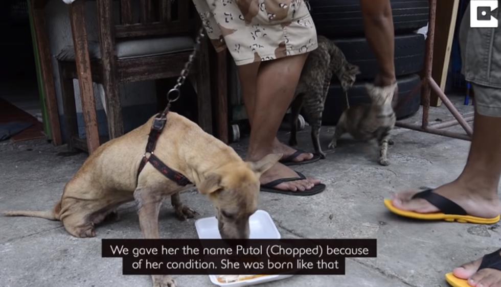 Esta Es La Conmovedora Historia De Un Perro Que Aprendió A Caminar Con Dos Patas Redes 8606