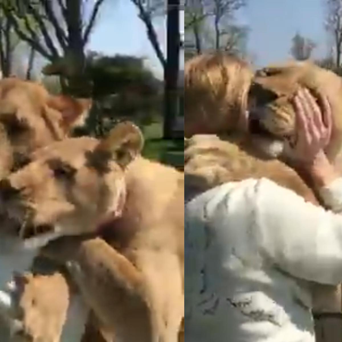 La verdadera historia del video de la señora abrazando a dos leones |  VIRALES | MAG.