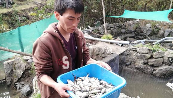 Con el envenenamiento de las truchas, las familias que viven de la crianza de estos peces se han visto muy afectados económicamente. Aparte, ellos piden que las autoridades del sector salud investiguen la calidad de agua, pues temen que les pueda intoxicar.  (Foto: Carlos Peña)