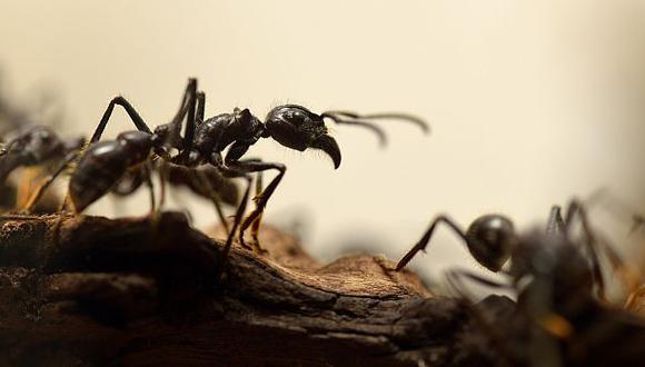 Las hormigas llevan 30 mlls. de años practicando la agricultura