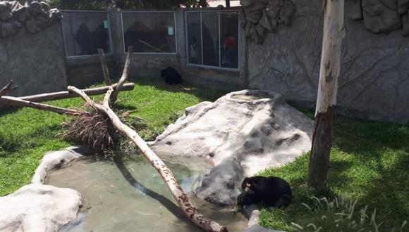 El Zoológico de Huachipa cuenta con ocho osos de la referida especie y que provienen de las operaciones de rescate realizadas por el Servicio Nacional Forestal y de Fauna Silvestre (Serfor) (Difusión)