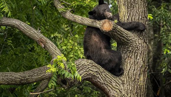 Un oso negro permanece en un árbol mientras la policía intenta mantenerlo en su lugar hasta que las autoridades de vida silvestre puedan llegar a la escena en el vecindario residencial de Brookland en el noreste de Washington, en Washington. (Foto AP/Andrew Harnik)