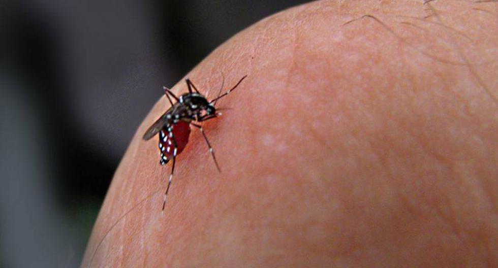 El dengue es transmitido por los mosquitos. (Foto: DocJ96/Flickr)