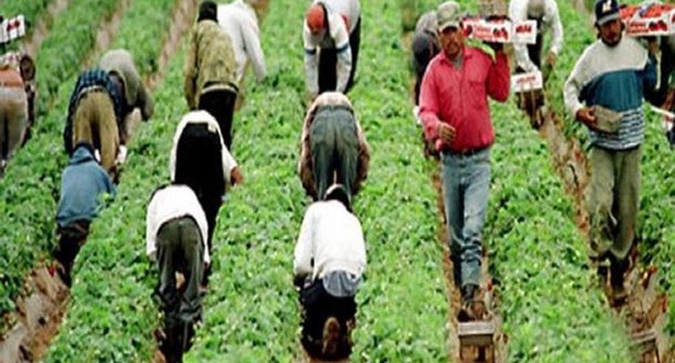 Los trabajadores agrícolas de Nueva York no cuentan con los mismos derechos de otros trabajadores. (Foto: codiceinformativo.com)