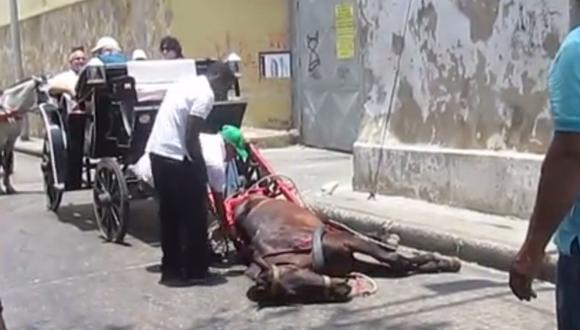 Colombia: Denuncian maltrato a caballos en Cartagena