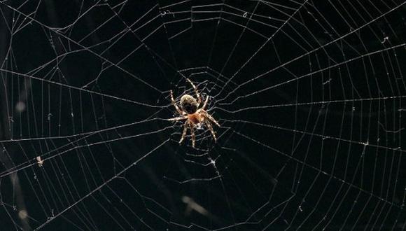 ¿Las arañas tienen súperpoderes?