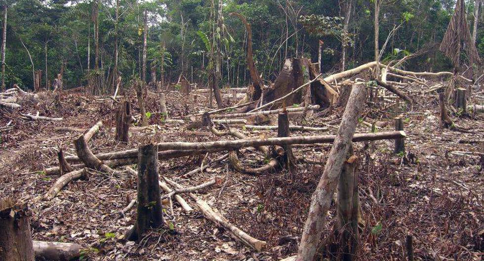El cambio climático acelerará la deforestación del Amazonas. 