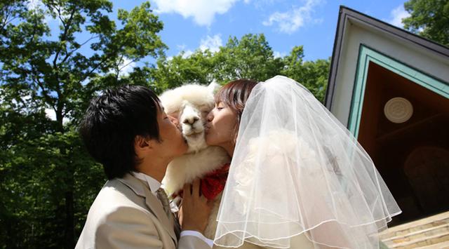 Vive una experiencia distinta con alpacas en este hotel japonés - 2