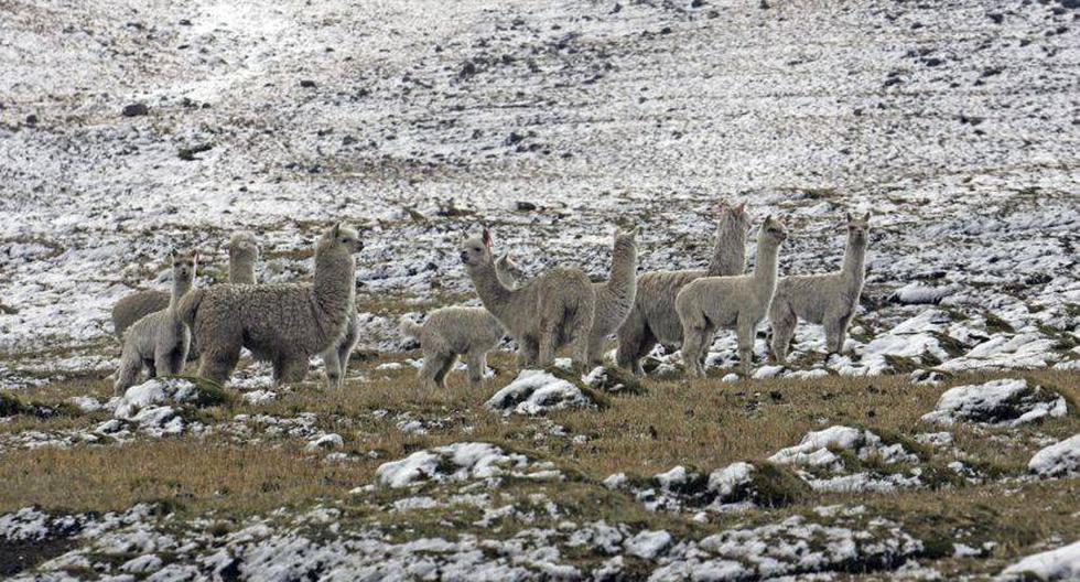La temperatura mínima descenderá paulatinamente en Puno desde el 15 de mayo. (Foto: Andina) 