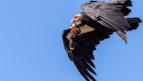 Cóndor de California en pleno vuelo. (Foto: Getty Images)