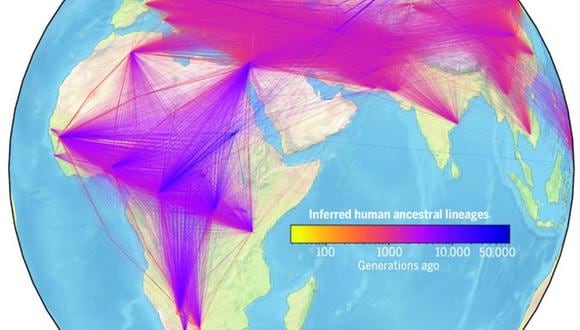 Visualización de los linajes ancestrales humanos inferidos en el tiempo y el espacio. Cada línea representa una relación ancestro-descendiente en nuestra genealogía inferida de genomas modernos y antiguos. EFE/Wohns et al. Science (2022)