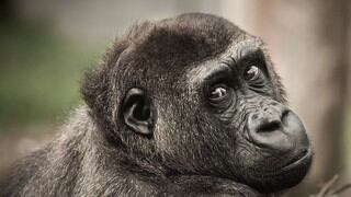 Mono impresiona por la forma que tiene de pedirle a su dueño que le siga acariciando