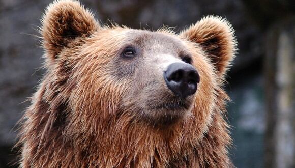 No se sabe de dónde salió el oso que estaba urgido de muchos dulces. (Foto: Pixabay)