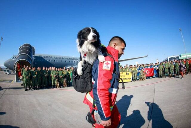 Al menos ocho canes acompañarán a los brigadistas que buscarán a posibles sobrevivientes atrapados entre los escombros tras el terremoto en Turquía y Siria. (Foto: @CruzRoja_MX / Twitter)