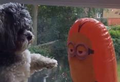 Instagram: perro pierde batalla contra un 'minion' | VIDEO