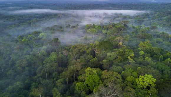La selva amazónica alberga una de cada 10 especies conocidas del planeta. (Foto: Getty Images)