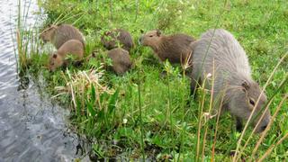 Argentina: ¿qué son los carpinchos y por qué se ha generado polémica por estos animales?