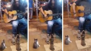 Cuatro gatitos se convirtieron en el inesperado público de un músico callejero