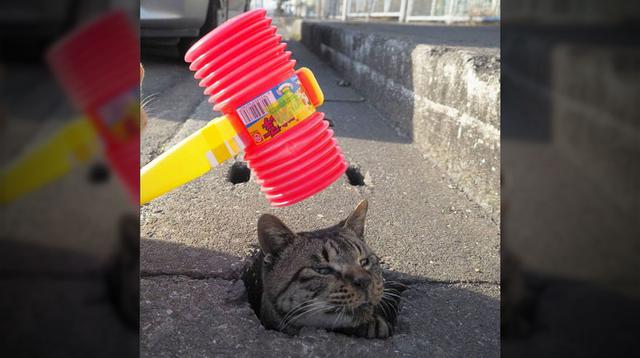 Fotógrafo captó a los gatos más divertidos de las alcantarillas - 5