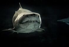 Gran tiburón es captado en las playas de Florida y casi lo confunden por un delfín.