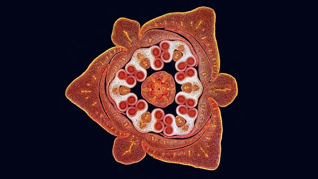 En fotos: la belleza microscópica de la ciencia - 16