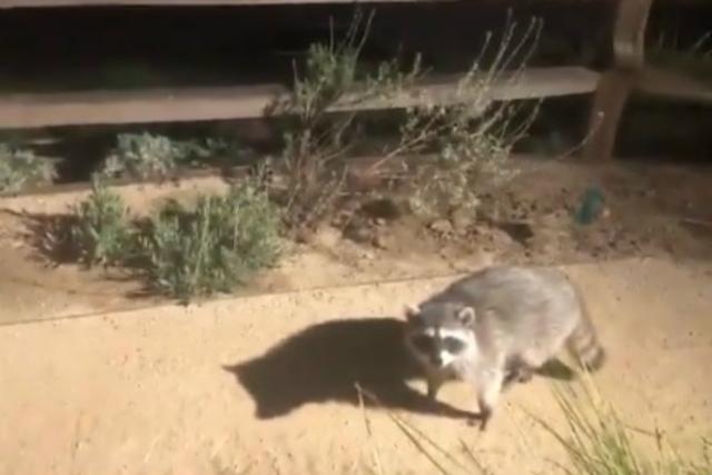 Se viralizó en Facebook el instante en que dos mapaches fingen ser estatuas tras ser descubiertos en un jardín. (Foto: Captura)