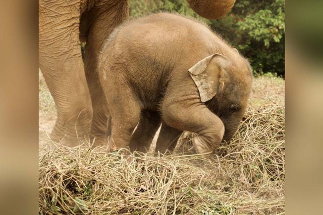 El 'elefante' más pequeño del mundo ladra. ¿Esto es verdad?| Foto: Referencial (Katty Hollamby/Pexels)