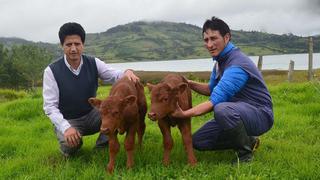 Nace el primer clon bovino en el Perú