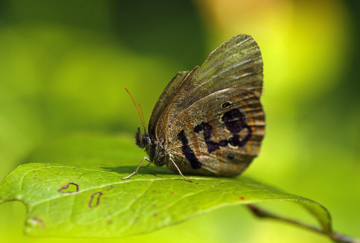 Mariposa en peligro de extinción de Estados Unidos. (Foto: Robert F. Bukaty , STF/ AP)