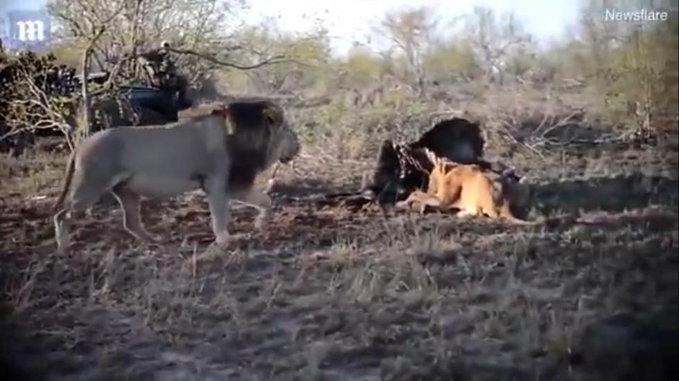 YouTube | El impactante enfrentamiento de leones para quedarse con una  presa | Sudáfrica | Viral | Yt | Yutube | Video | Fotos | REDES-SOCIALES |  EL COMERCIO PERÚ