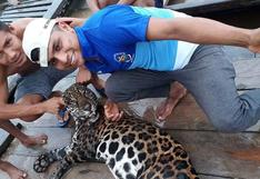 Iquitos: matan a felino en peligro de extinción para tomarse fotos
