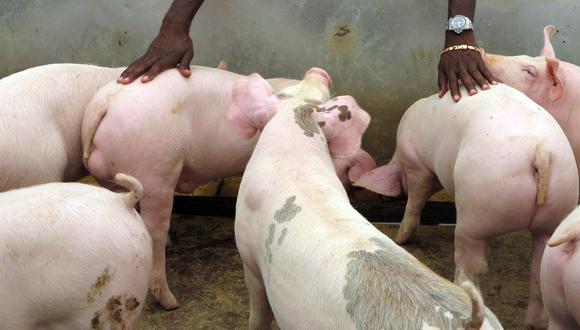 Se trata de un virus altamente dañino para la producción  de cerdos en el país. No afecta a los humanos. (Foto referencial: El Comercio)