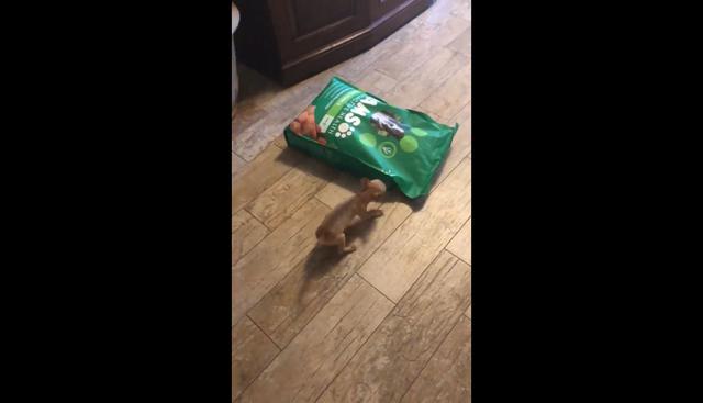 En Facebook se publicó el video de una divertida escena protagonizada por un perro Chihuahua que quiere abrir una bolsa de comida. Morder con todas sus fuerzas hizo viral al clip en las redes sociales. (Foto: Captura)