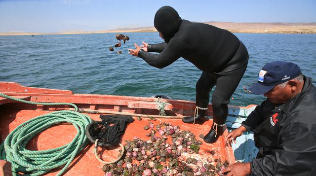 Fotos: Conchas de abanico 'sembradas' en Paracas se multiplican - 3